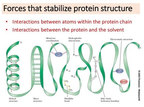 protein stability