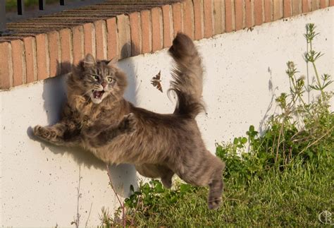 Five Personality Traits of the Siberian Cat - Siberian Cats