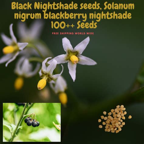 Black Nightshade Seeds Solanum Nigrum Blackberry Nightshade | Etsy ...