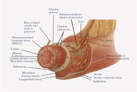 Layers of the Gastrointestinal Tract – Nursing Lecture