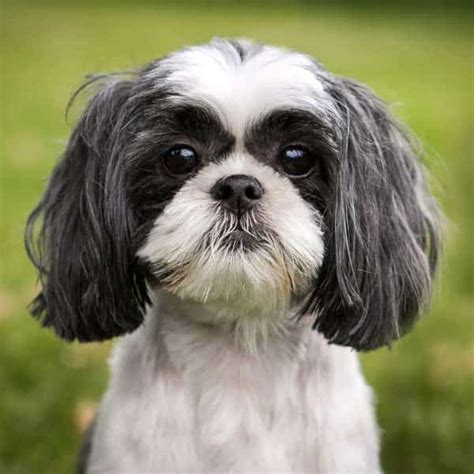 Shih Tzu Dogs Breed: Facts & Information