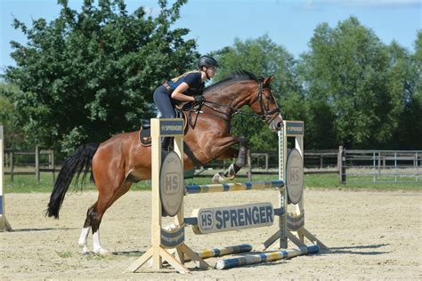 Ready for showjumping? Those jumping exercises are great for your horse!