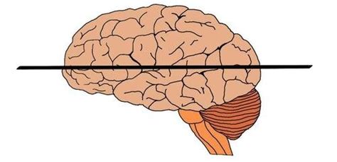 Horizontal plane - definition