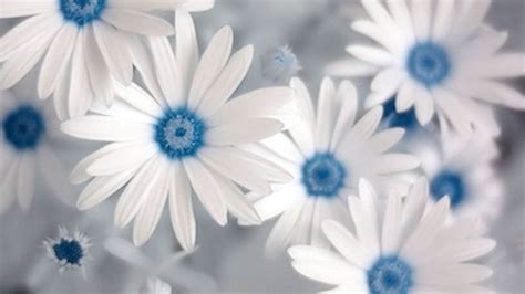 Blue Wallpaper with White Flowers - WallpaperSafari