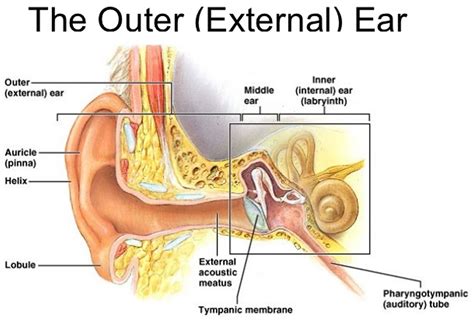 Ear Canal - Causes of Pain, Itchy, Infection, Swollen, Blood, Cyst, Bump