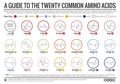 A Brief Guide to the Twenty Common Amino Acids | Compound Interest