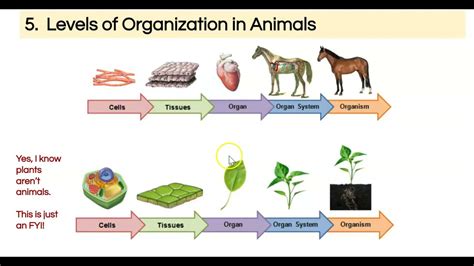 Levels of Organization in Animals - YouTube