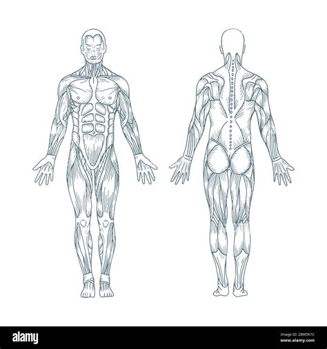 Discover 73+ human anatomy sketch best - seven.edu.vn