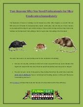 Two reasons why you need professionals for mice eradication immediately