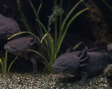 Wild Type Axolotl ~ 7cm