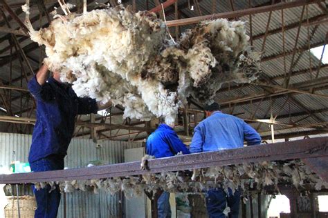 The Wool Industry’s Track Record on Human Rights | Wool Facts