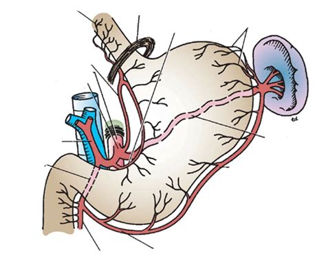 blood supply of the stomach Quiz