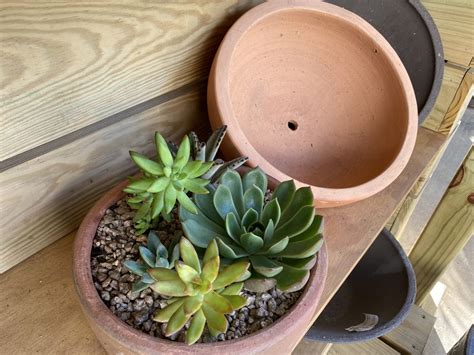 succulent bowls - Gill Garden Center + Landscape Co.