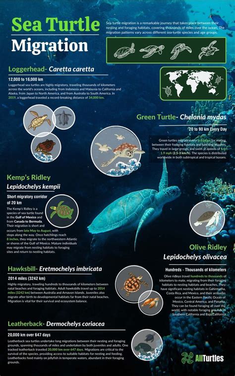 The Wonders of Sea Turtle Migration 🐢🌊 | Sea turtle, Marine biology ...