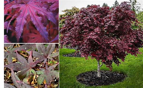 Purple Japanese Ghost Maple | 20 seeds | Bonsai | Hardy – speedyseeds