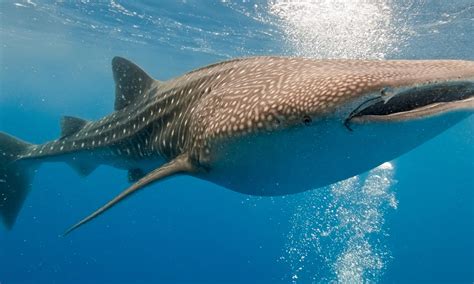 Whale Shark | Species | WWF