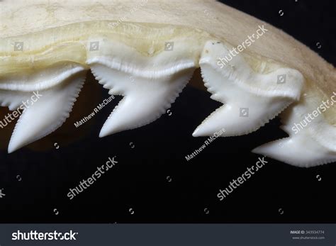 31,636 Shark Teeth Images, Stock Photos & Vectors | Shutterstock