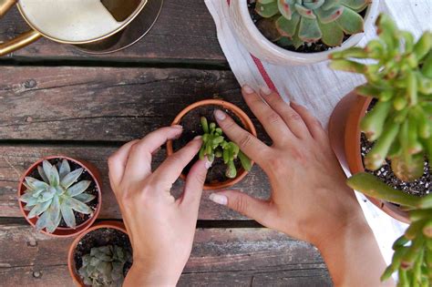 How to Plant Succulent Cuttings