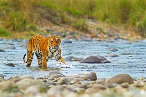 Jim Corbett National Park in India.-- Five Zones, Timings