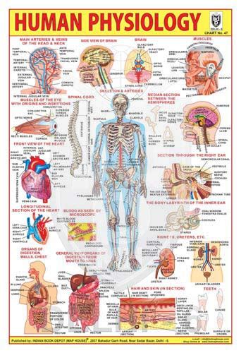 ibd MH Human Physiology Chart no. 47 Size 13x19 inch 300 gsm art card ...