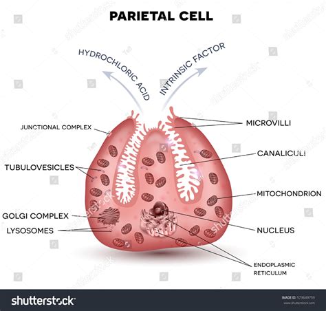 Parietal Cell: Over 70 Royalty-Free Licensable Stock Vectors & Vector ...