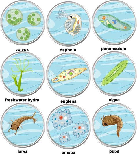 Set of different types of unicellular organisms 1988665 Vector Art at ...