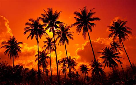 Sunset palms wallpaper | 2880x1800 | #32166