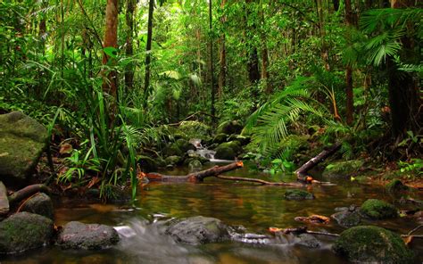 Rainforest Wallpapers - Top Những Hình Ảnh Đẹp