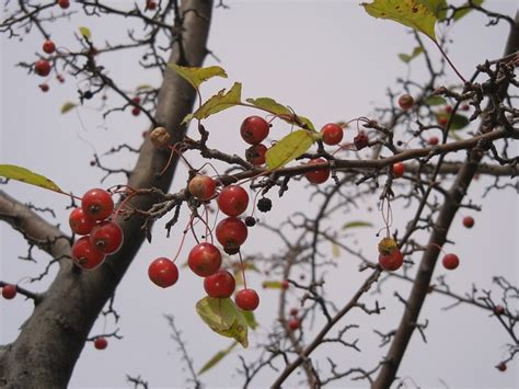 Hawthorn Berry Benefits: 5 Uses For This Tasty Heart Herb