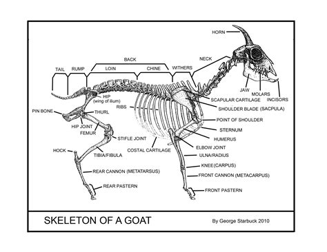 Fainting Goat Guild | FGG Goat Anatomy