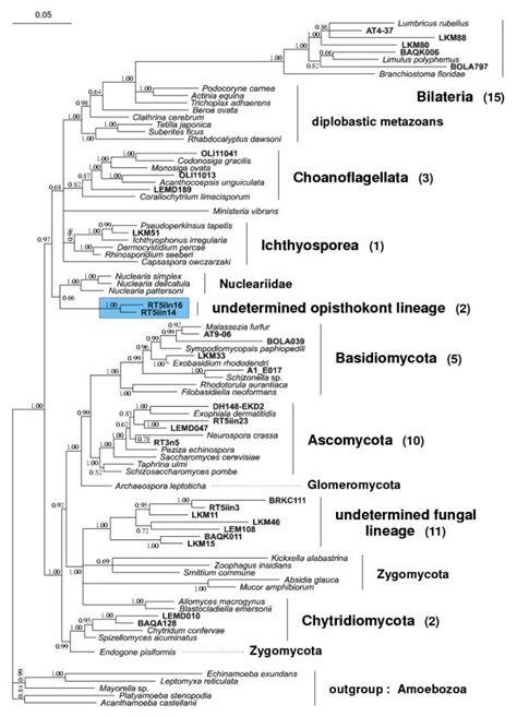 Bayesian phylogeny of opisthokonts based on the analysis of 80 complete ...