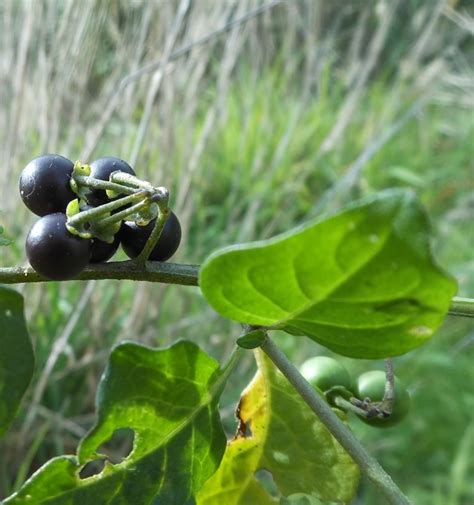 Discovering a new Wild Edible Berry: Solanum nigrum – Black Nightshade ...