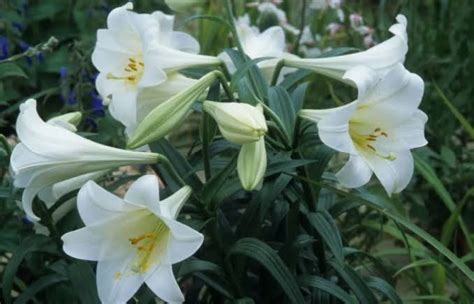 16 Types of White Lilies (Name & Pictures) — Identification Guide ...