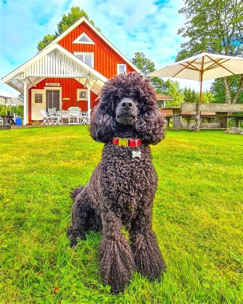 Blue Poodle: Appearance, Genetics & Facts (With Pictures)