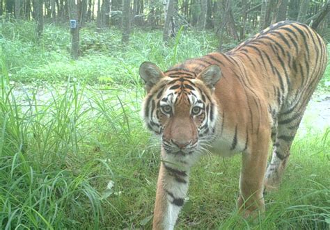 Technician identifies Siberian tigers by fur patterns - Trappers Report