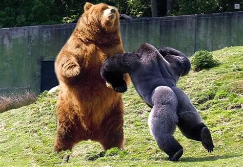 Silverback Gorilla vs Grizzly Bear | Page 2 | SpaceBattles