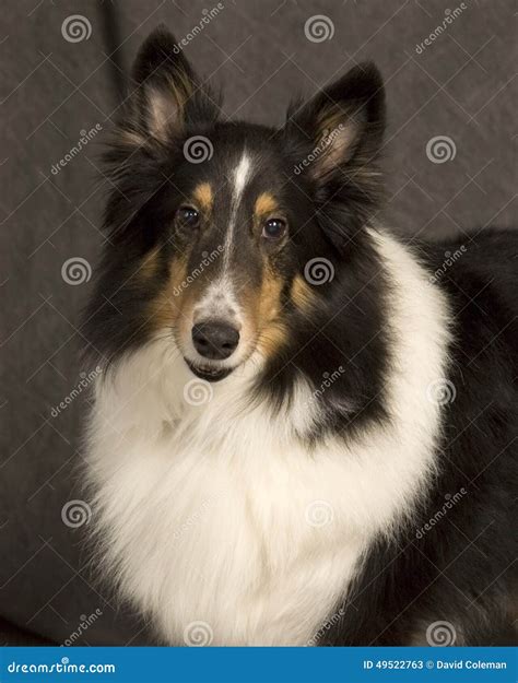 Portrait Of A Sheltie Stock Photo - Image: 49522763