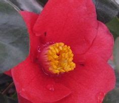 GARDEN - CAMELLIAS (ZONE 6 - COLD HARDY) | camellia, organic matter, hardy