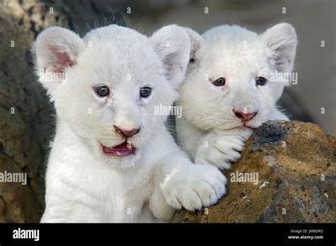 African white lion cub - Panthera leo Stock Photo - Alamy