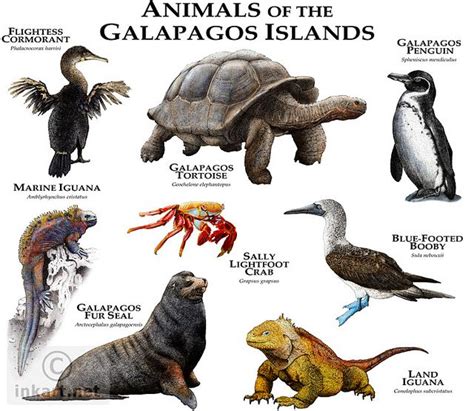 Animals of the Galapagos Islands