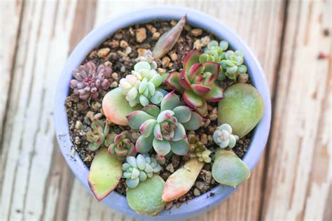 How To Plant Succulent Cuttings | Kellogg Garden Organics™