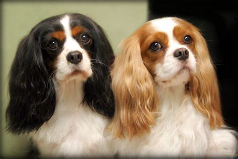 Cavalier King Charles Spaniel Information - Dog Breeds at thepetowners