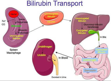 Pictures Of Liver – BilirubinHealthiack