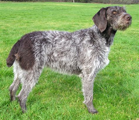 German Wirehaired Pointer pictures, information, training, grooming and ...