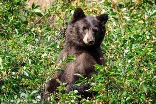 Wildlife of Rocky Mountain National Park | Rocky Mountain National Park