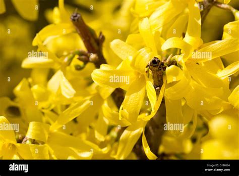 Cornus mas yellow flowers blossom Stock Photo - Alamy