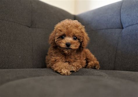 Blake the Teacup Poodle ($3,300) - Top Dog Puppies