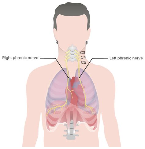 Diaphragm: Anatomy | Concise Medical Knowledge