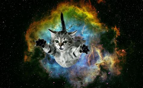 Galaxy Cat Wallpapers - Top Free Galaxy Cat Backgrounds - WallpaperAccess