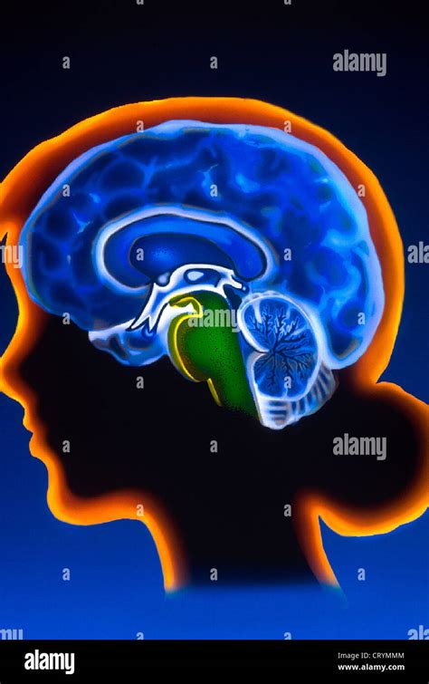 Brain Stem Drawing Stock Photo Alamy